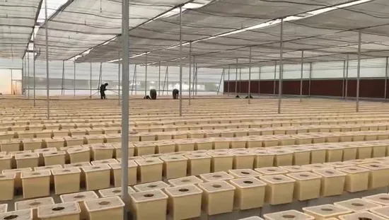 Agricoltura Secchio olandese di coltura idroponica in plastica in serra e fattoria